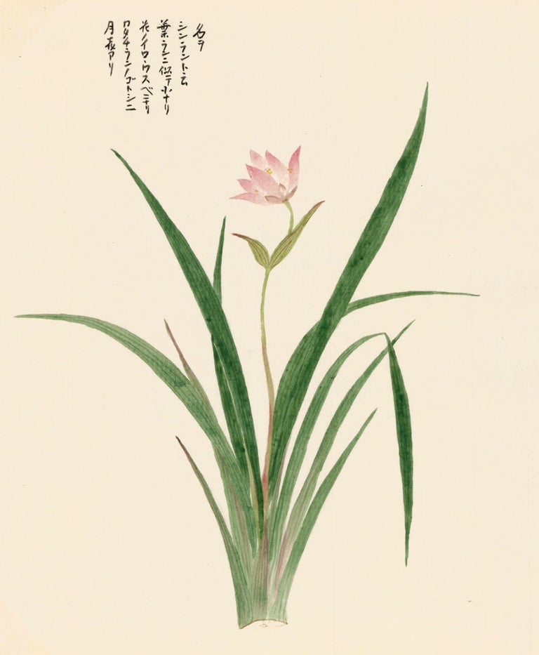 Item nr. 162765 Canna Flower. Japanese School.