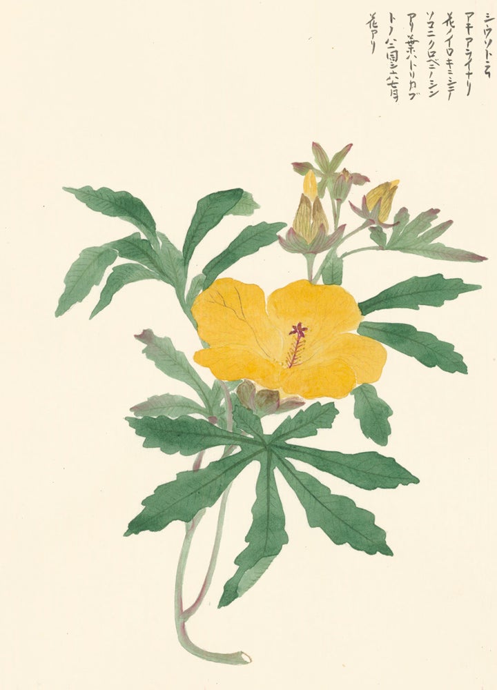 Item nr. 162769 Yellow Hibiscus. Japanese School.