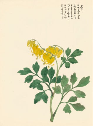 Item nr. 162775 Yellow Bleeding Hearts. Japanese School