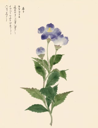 Item nr. 162776 Violet. Japanese School