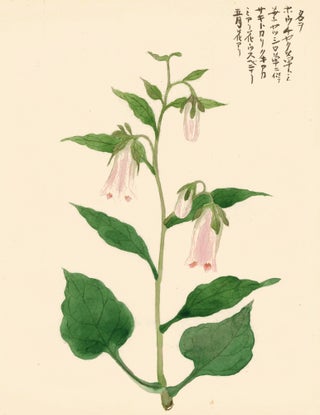 Item nr. 162778 Pink Bellflower. Japanese School