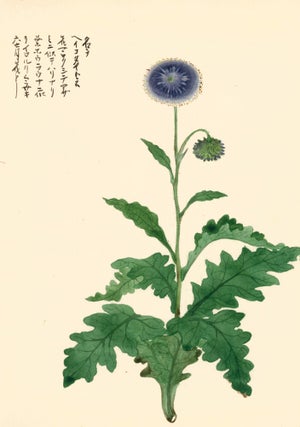 Item nr. 162779 Passion Flower Variation. Japanese School