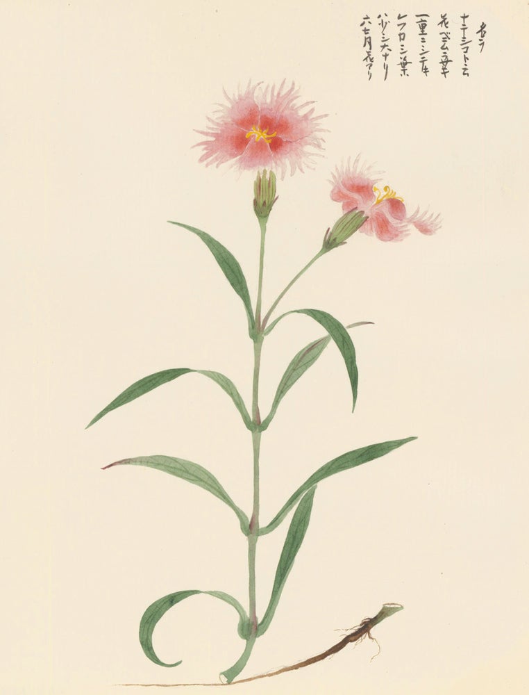 Item nr. 162783 Dianthus Flower. Japanese School.