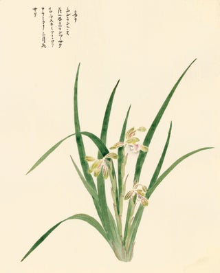 Item nr. 162784 Irises. Japanese School