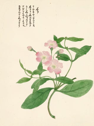 Item nr. 162788 Pink Wild Rose. Japanese School