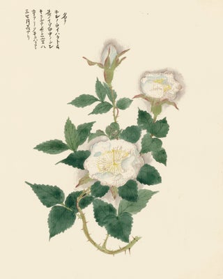 Item nr. 162790 White Wild Rose. Japanese School