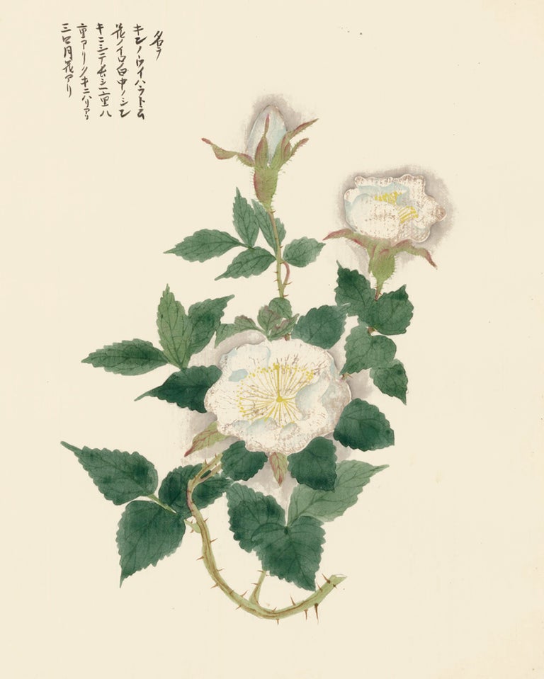 Item nr. 162790 White Wild Rose. Japanese School.