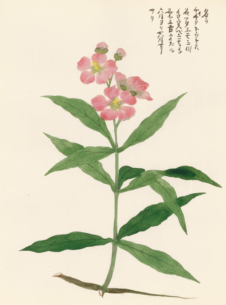 Item nr. 162793 Nerium Oleander. Japanese School.