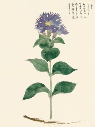 Item nr. 162794 Violet Flower with Yellow Center. Japanese School
