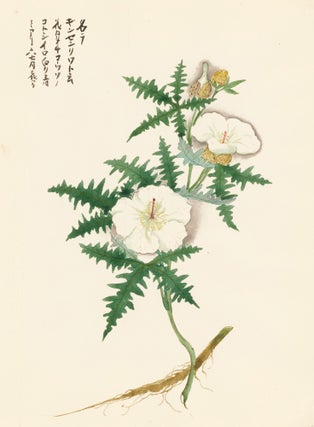 Item nr. 162795 White Hibiscus. Japanese School