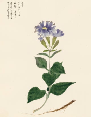 Item nr. 162796 Blue Carnation. Japanese School