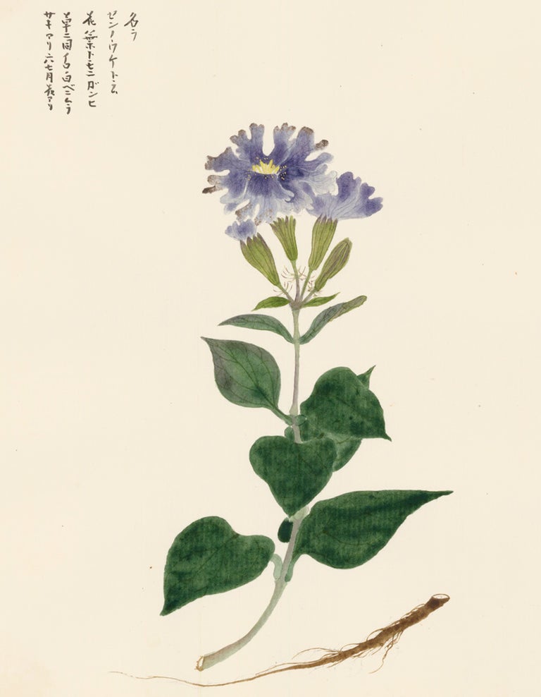 Item nr. 162796 Blue Carnation. Japanese School.