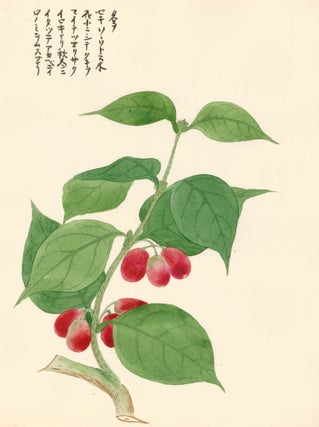 Item nr. 162802 Red Berries. Japanese School