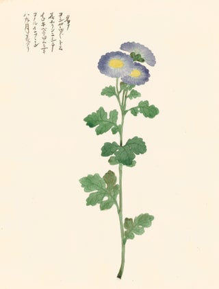 Item nr. 162805 Blue Aster Flowers. Japanese School