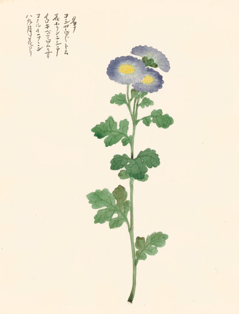 Item nr. 162805 Blue Aster Flowers. Japanese School.
