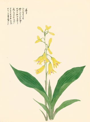 Item nr. 162807 Yellow Bellflower. Japanese School