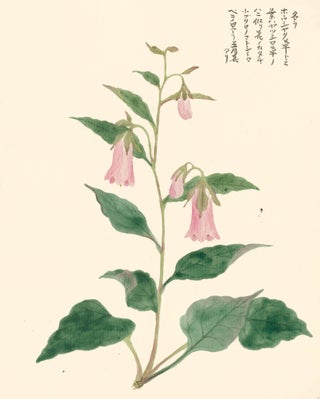 Item nr. 162809 Pink Bellflower. Japanese School