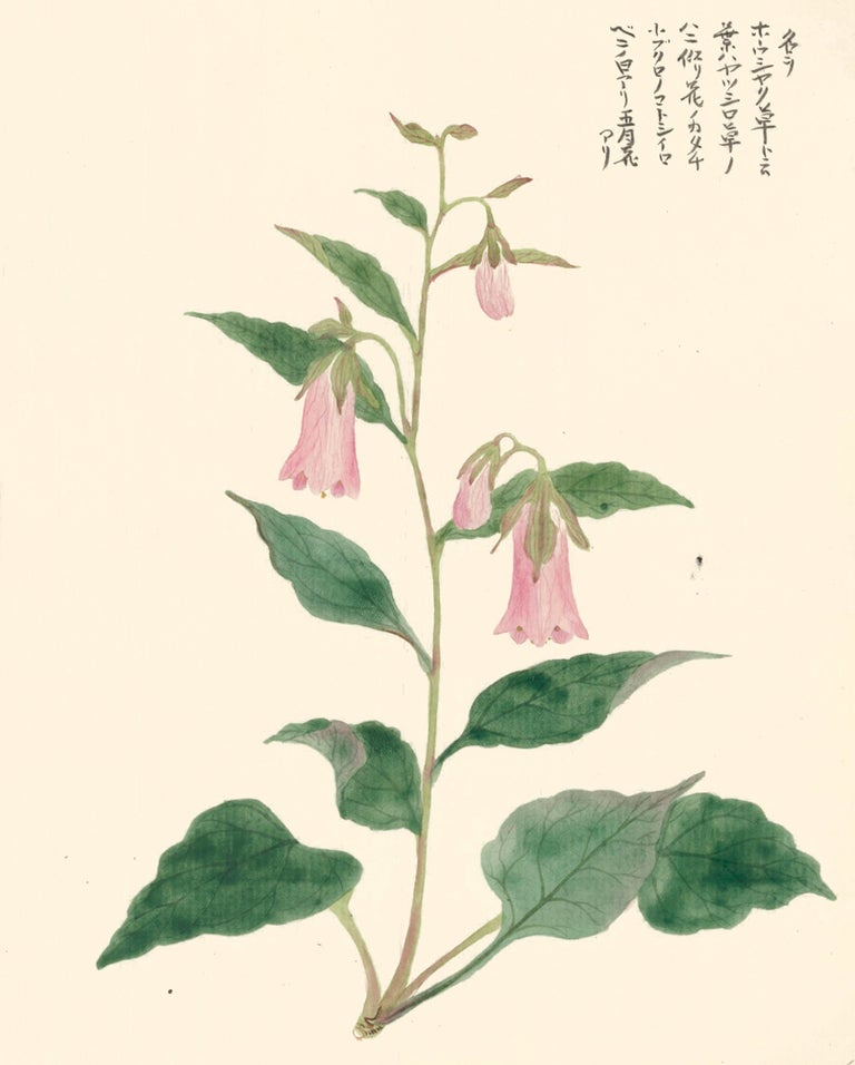 Item nr. 162809 Pink Bellflower. Japanese School.