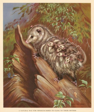 Item nr. 162928 A Natural Way for Opossum Babies to Cling to their Mother. Homes and Habitats of...
