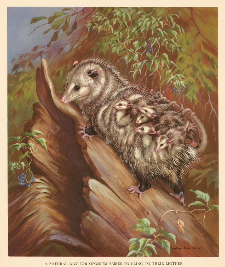 Item nr. 162928 A Natural Way for Opossum Babies to Cling to their Mother. Homes and Habitats of Wild Animals. Walter Alois Weber.