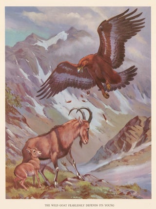 Item nr. 162929 The Wild Goat Fearlessly Defends Its Young. Homes and Habitats of Wild Animals....