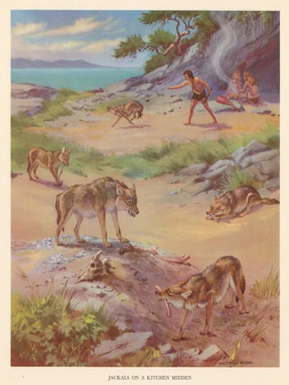 Item nr. 162930 Jackals on a Kitchen Midden. Homes and Habitats of Wild Animals. Walter Alois Weber