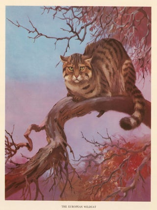 Item nr. 162931 The European Wildcat. Homes and Habitats of Wild Animals. Walter Alois Weber