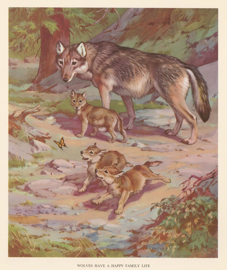 Item nr. 162932 Wolves Have a Happy Family Life. Homes and Habitats of Wild Animals. Walter Alois Weber.
