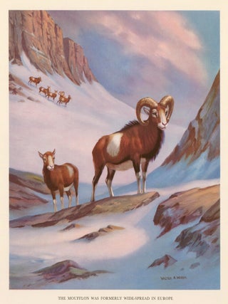 Item nr. 162933 The Moufflon Was Formerly Wide-Spread in Europe. Homes and Habitats of Wild...