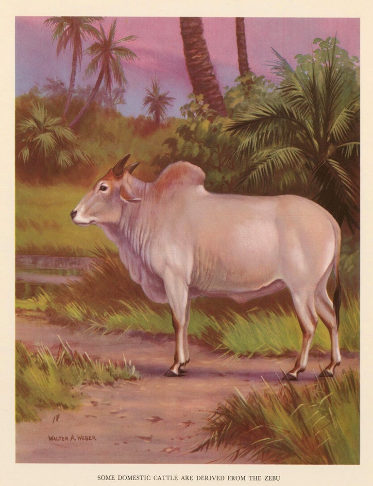 Item nr. 162935 Some Domestic Cattle are Derived from the Zebu. Homes and Habitats of Wild Animals. Walter Alois Weber.
