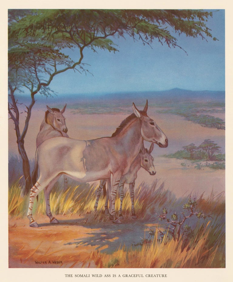 Item nr. 162936 The Somali Wild Ass is a Graceful Creature. Homes and Habitats of Wild Animals. Walter Alois Weber.