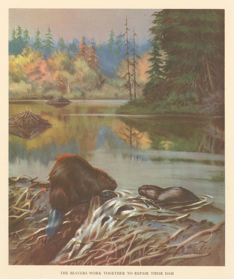 Item nr. 162937 The Beavers Work Together to Repair their Dam. Homes and Habitats of Wild Animals. Walter Alois Weber.