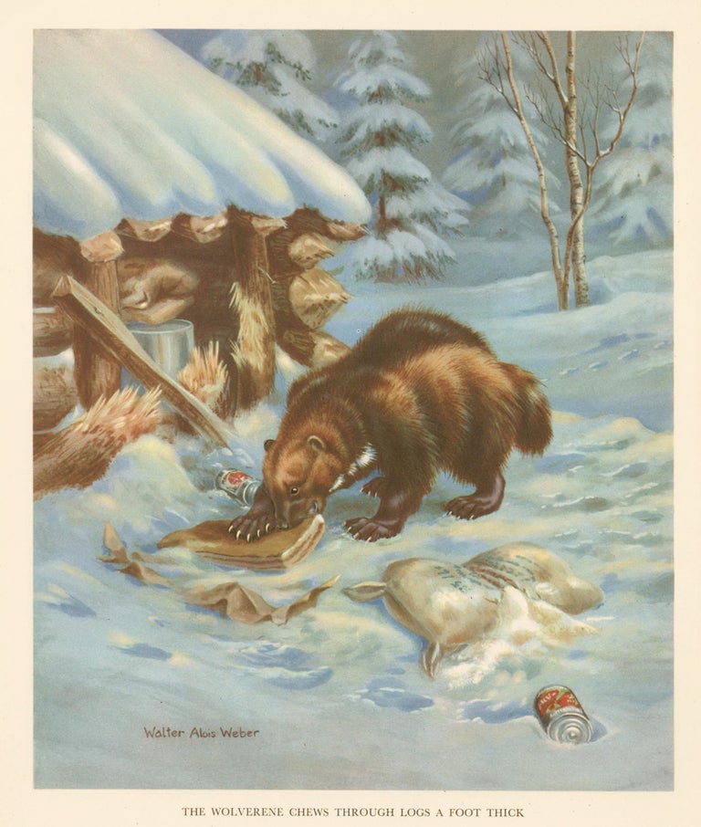 Item nr. 162938 The Wolverene [Wolverine] Chews through Logs a Foot Thick. Homes and Habitats of Wild Animals. Walter Alois Weber.