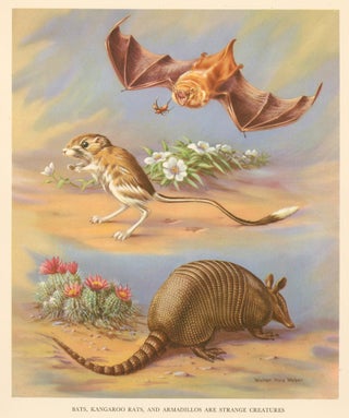 Item nr. 162939 Bats, Kangaroo Rats, and Armadillos are Strange Creatures. Homes and Habitats of...
