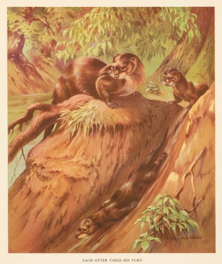 Item nr. 162940 Each Otter Takes his Turn. Homes and Habitats of Wild Animals. Walter Alois Weber