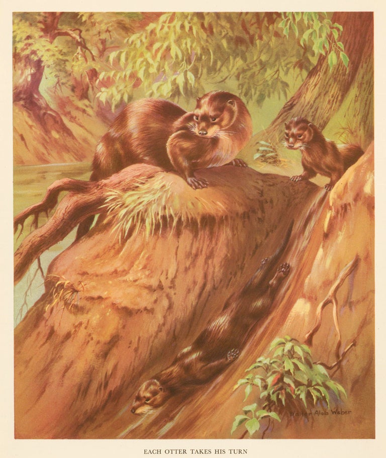 Item nr. 162940 Each Otter Takes his Turn. Homes and Habitats of Wild Animals. Walter Alois Weber.