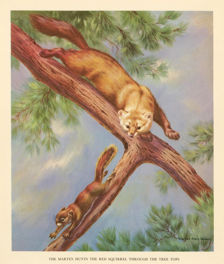 Item nr. 162941 The Marten Hunts the Red Squirrel through the Tree Tops. Homes and Habitats of Wild Animals. Walter Alois Weber.