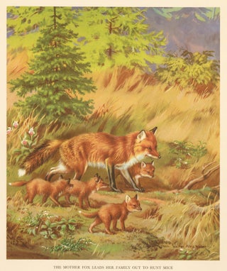 Item nr. 162942 The Mother Fox Leads her Family Out to Hunt Mice. Homes and Habitats of Wild...