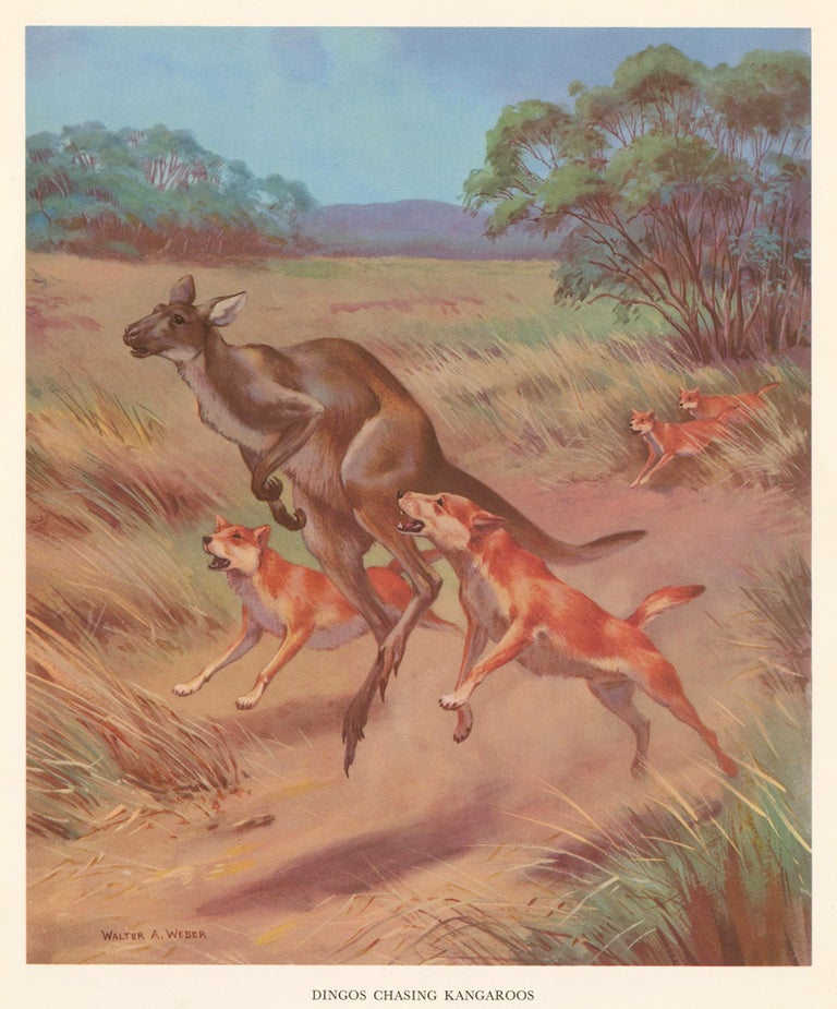 Item nr. 162943 Dingos Chasing Kangaroos. Homes and Habitats of Wild Animals. Walter Alois Weber.