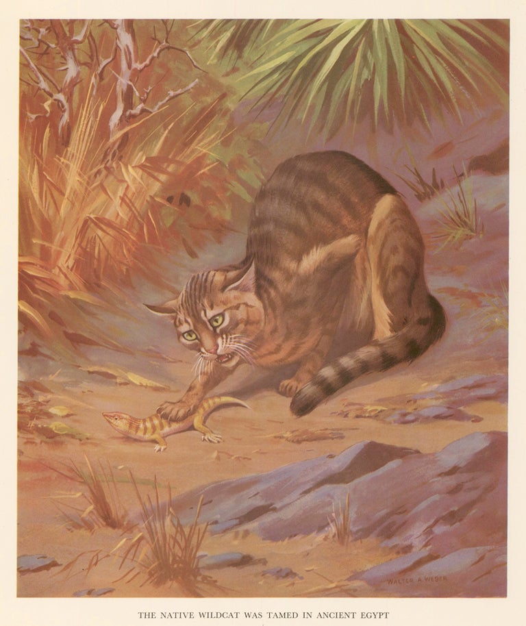 Item nr. 162944 The Native Wildcat was Tamed in Ancient Egypt. Homes and Habitats of Wild Animals. Walter Alois Weber.