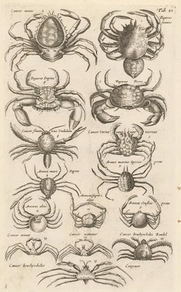 Item nr. 163001 Tab. VI. Cancer Maias, Pagurus Faemius... Historia Naturalis, de Exanguibus...