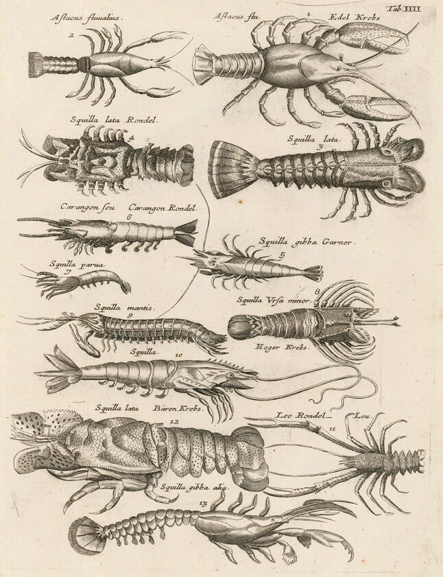 Item nr. 163002 Astacus Flualius [Crayfish], Squilla Lata Rondle [Large Shrimp], Carangon Seu... Historia Naturalis, de Exanguibus Aquaticis. Johann Jonston.