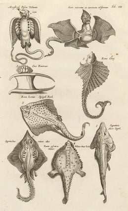 Item nr. 163016 Tab. XII. Raja genus, or skates [rays]. Historia Naturalis, de Exanguibus...