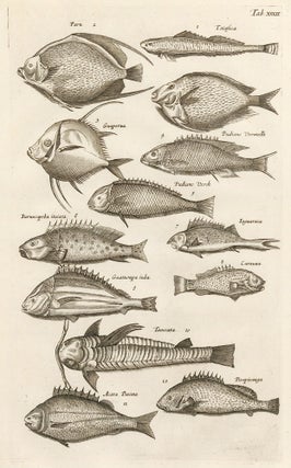 Item nr. 163017 Tab. XXXII. Fish. Historia Naturalis, de Exanguibus Aquaticis. Johann Jonston