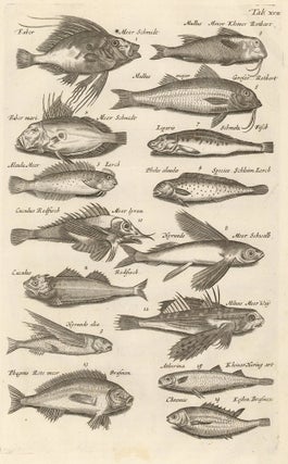 Item nr. 163018 Tab. XVII. Scorpaeniformes [ray-finned fish]. Historia Naturalis, de Exanguibus...