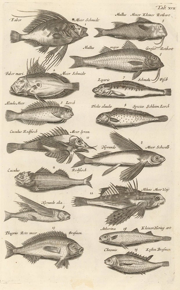 Item nr. 163018 Tab. XVII. Scorpaeniformes [ray-finned fish]. Historia Naturalis, de Exanguibus Aquaticis. Johann Jonston.