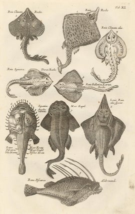 Item nr. 163019 Tab. XI. Raja genus, or skates. Historia Naturalis, de Exanguibus Aquaticis....