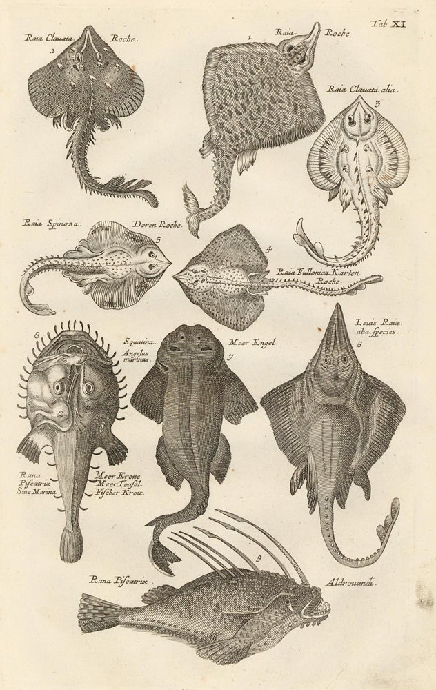 Item nr. 163019 Tab. XI. Raja genus, or skates. Historia Naturalis, de Exanguibus Aquaticis. Johann Jonston.