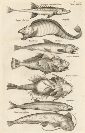 Item nr. 163020 Tab. XLVII. Wolffishes. Historia Naturalis, de Exanguibus Aquaticis. Johann Jonston