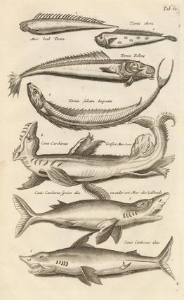 Item nr. 163021 Tab. VI. Sharks and other fish. Historia Naturalis, de Exanguibus Aquaticis....